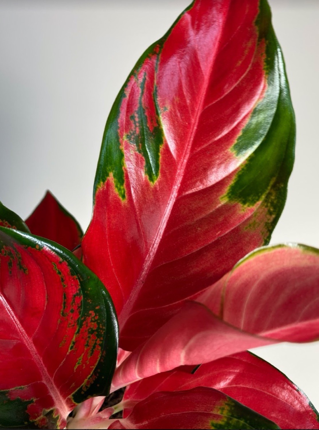 Aglaonema Star Red