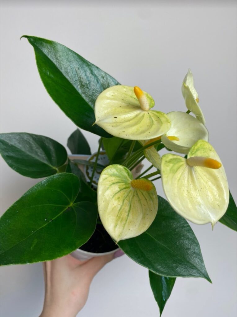 Anthurium Champion Vanilla