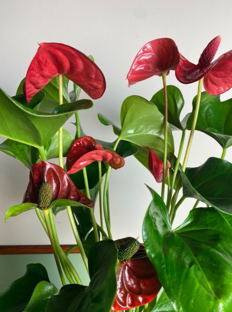 Anthurium Sierra Magic