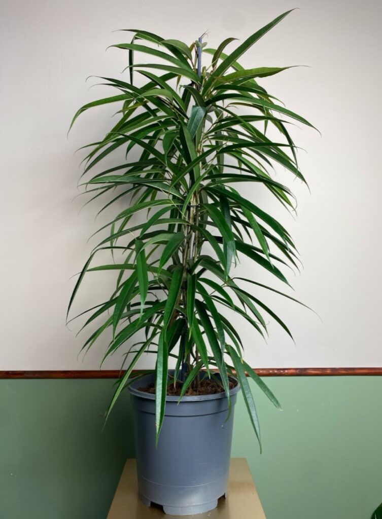 Ficus bin. Alii