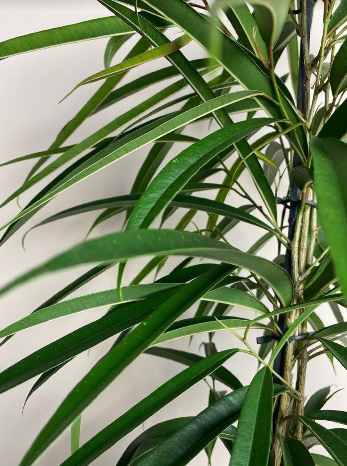 Ficus bin. Alii