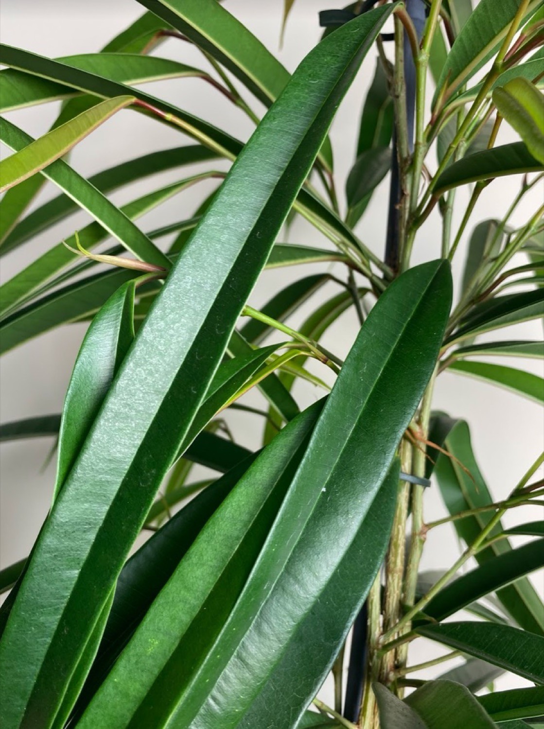 Ficus bin. Alii