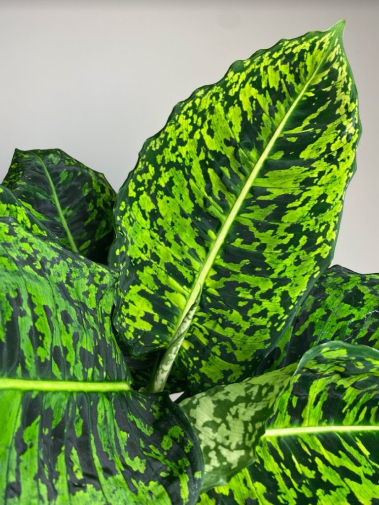Dieffenbachia Reflector