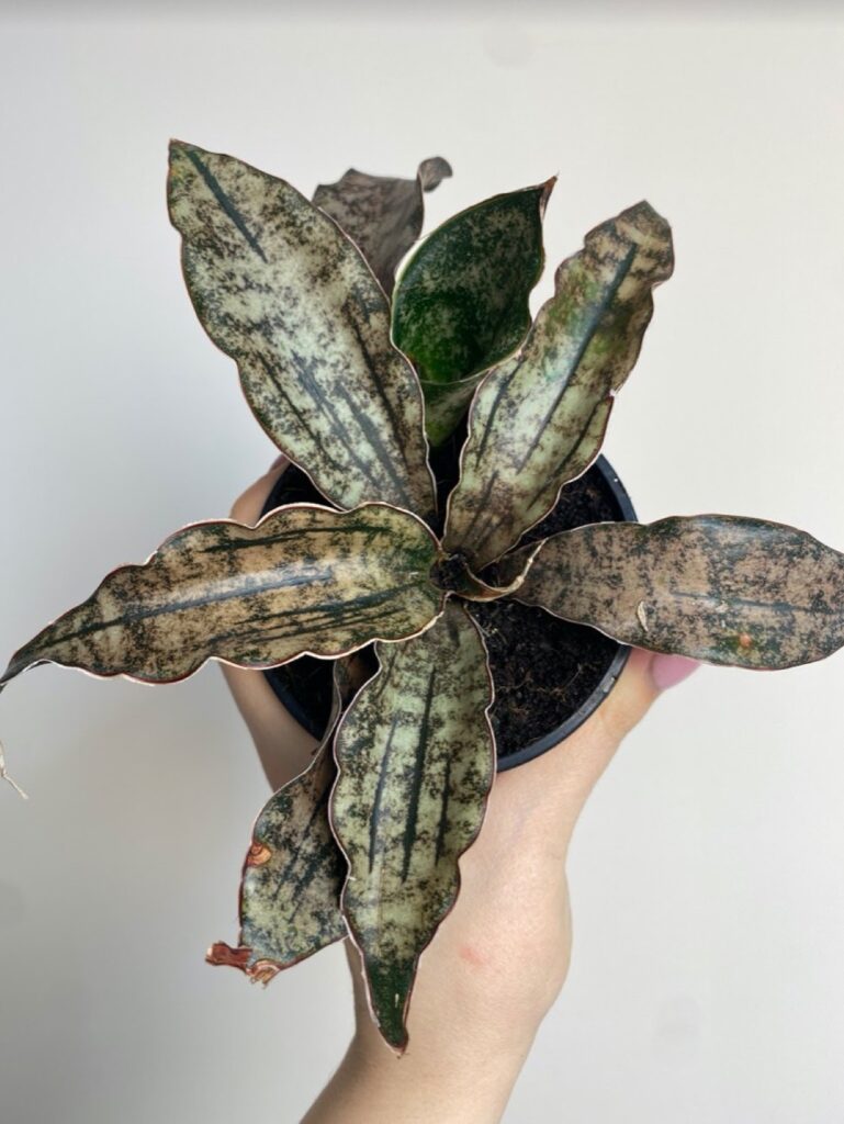 Sansevieria Star Canyon Granite