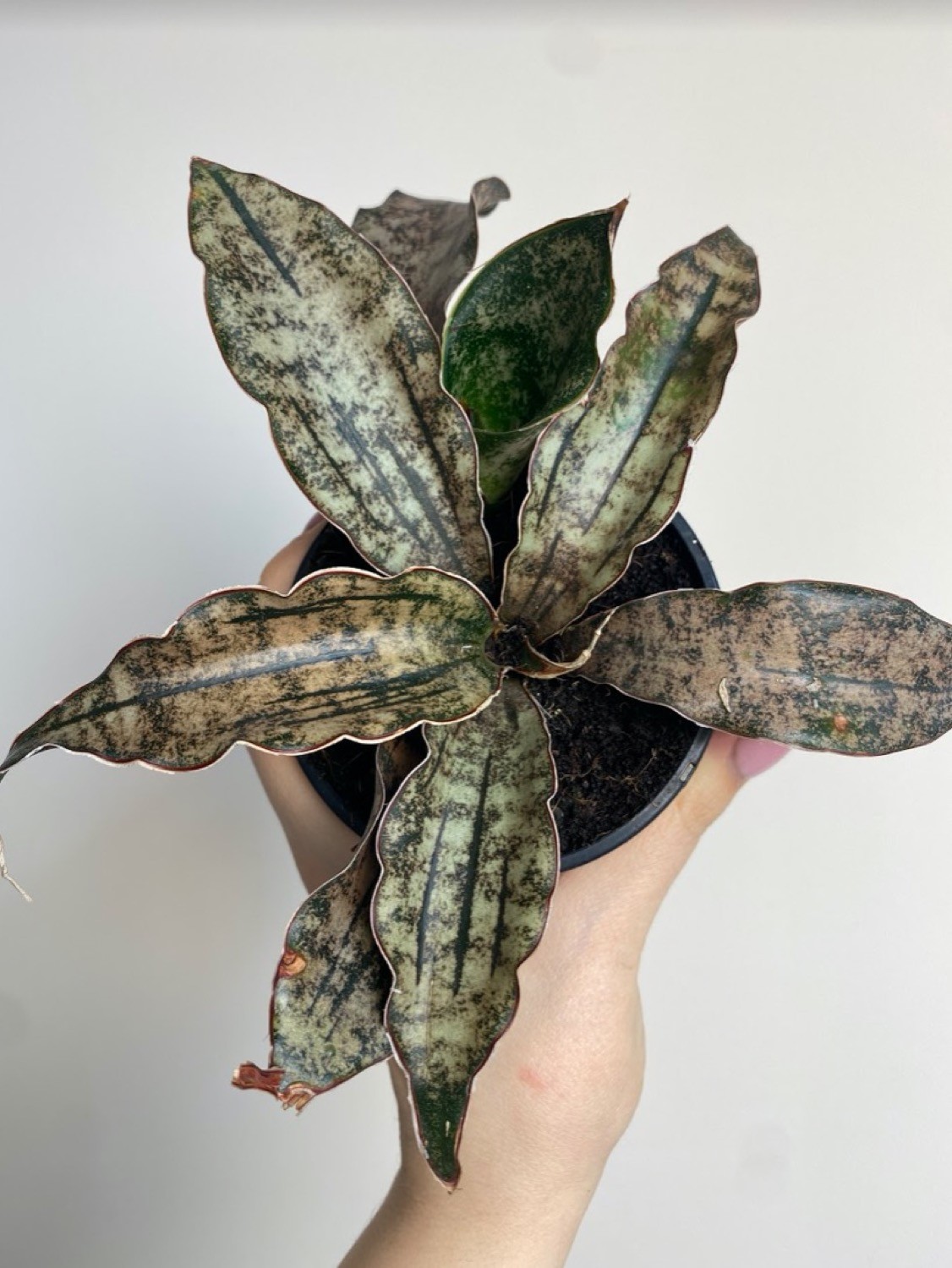 Sansevieria Star Canyon Granite