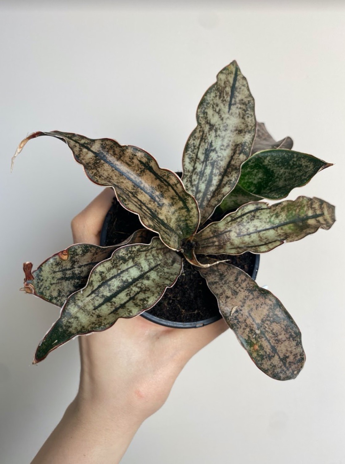 Sansevieria Star Canyon Granite