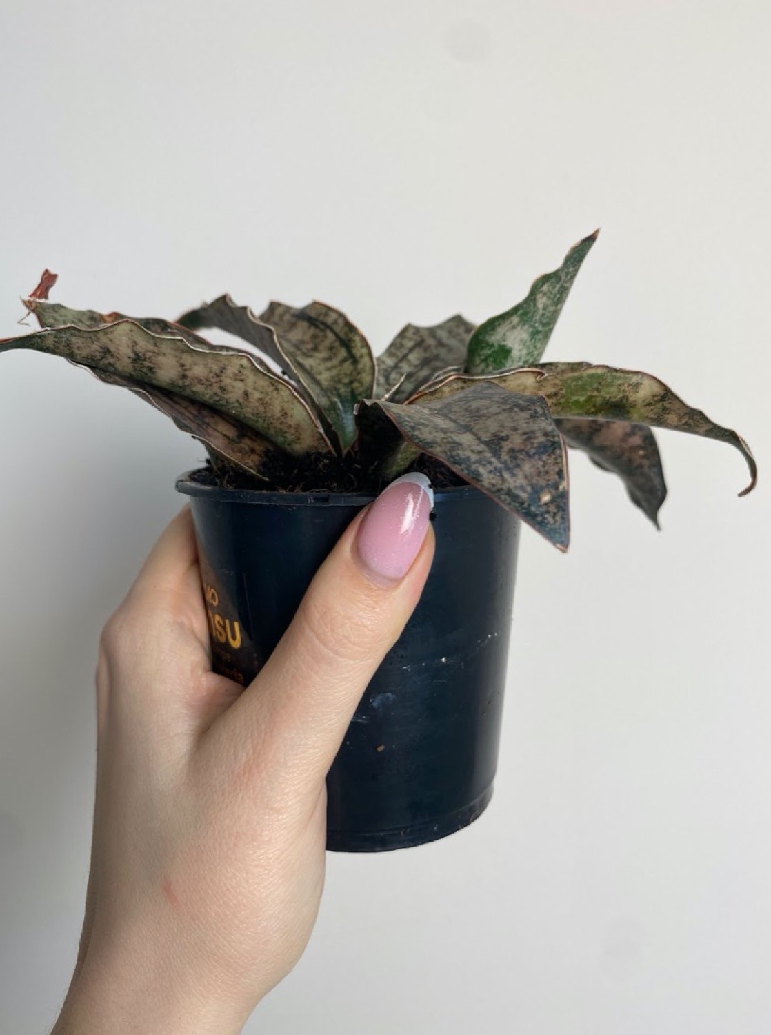 Sansevieria Star Canyon Granite