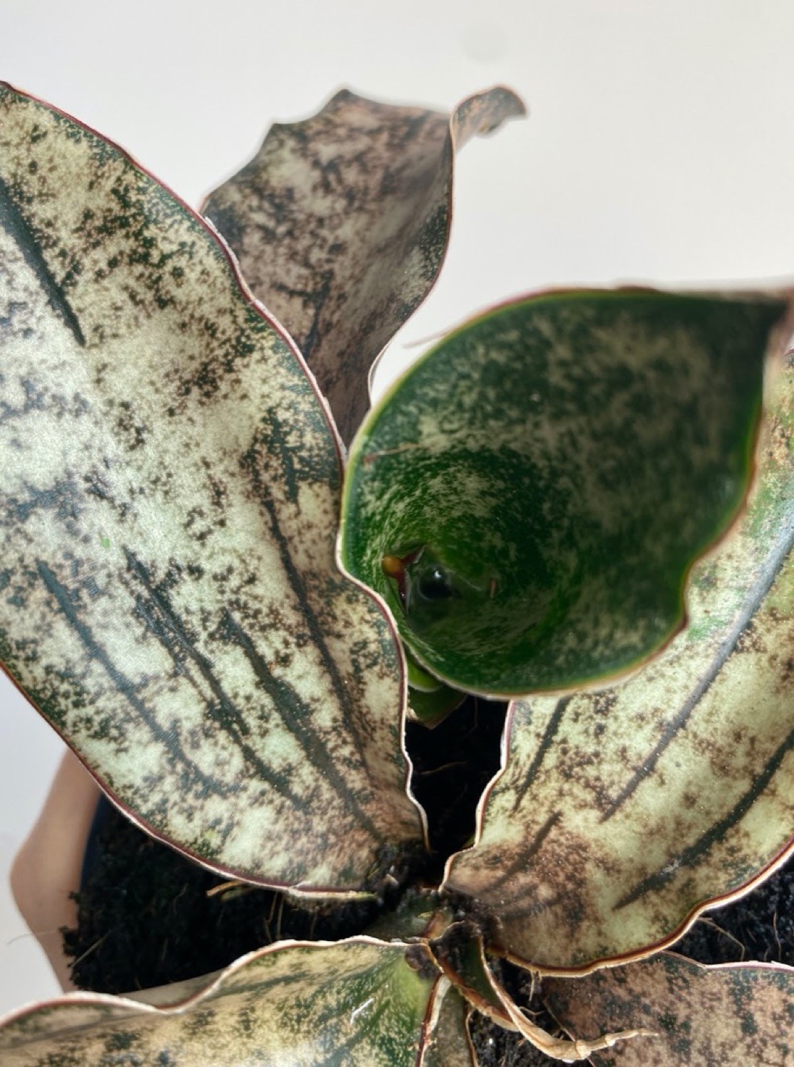 Sansevieria Star Canyon Granite