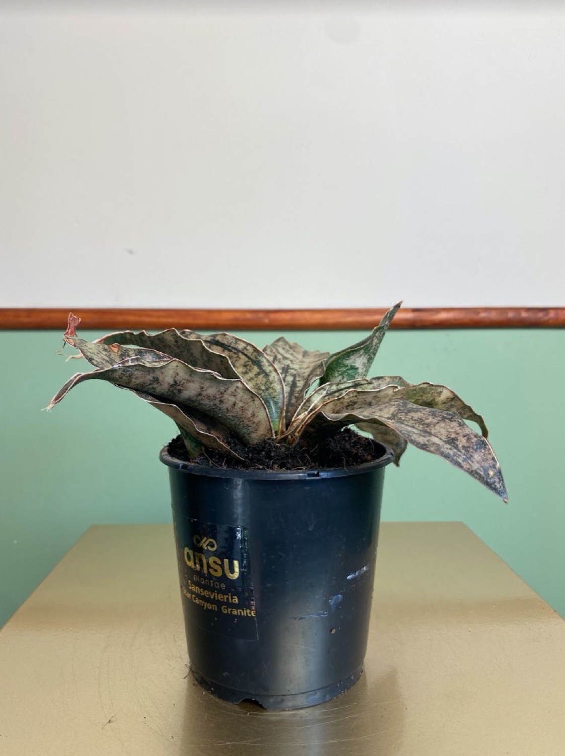 Sansevieria Star Canyon Granite