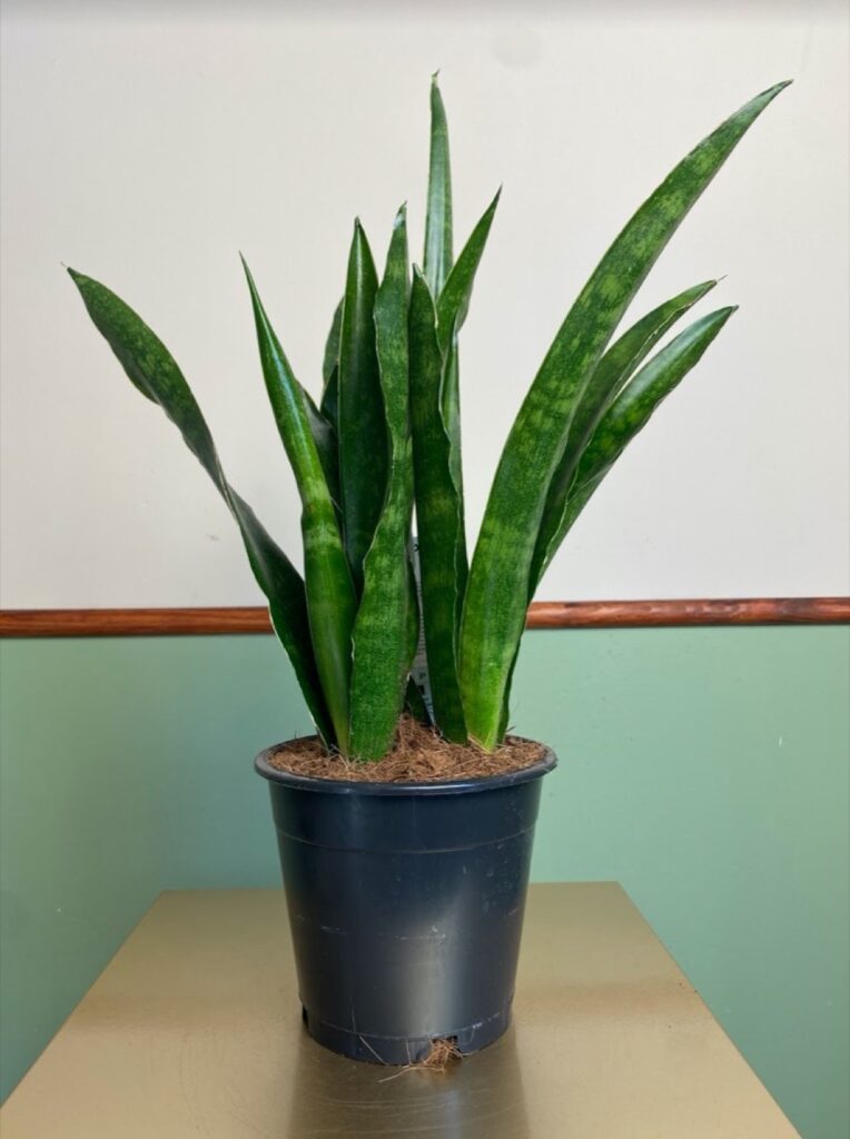 Sansevieria Javanica