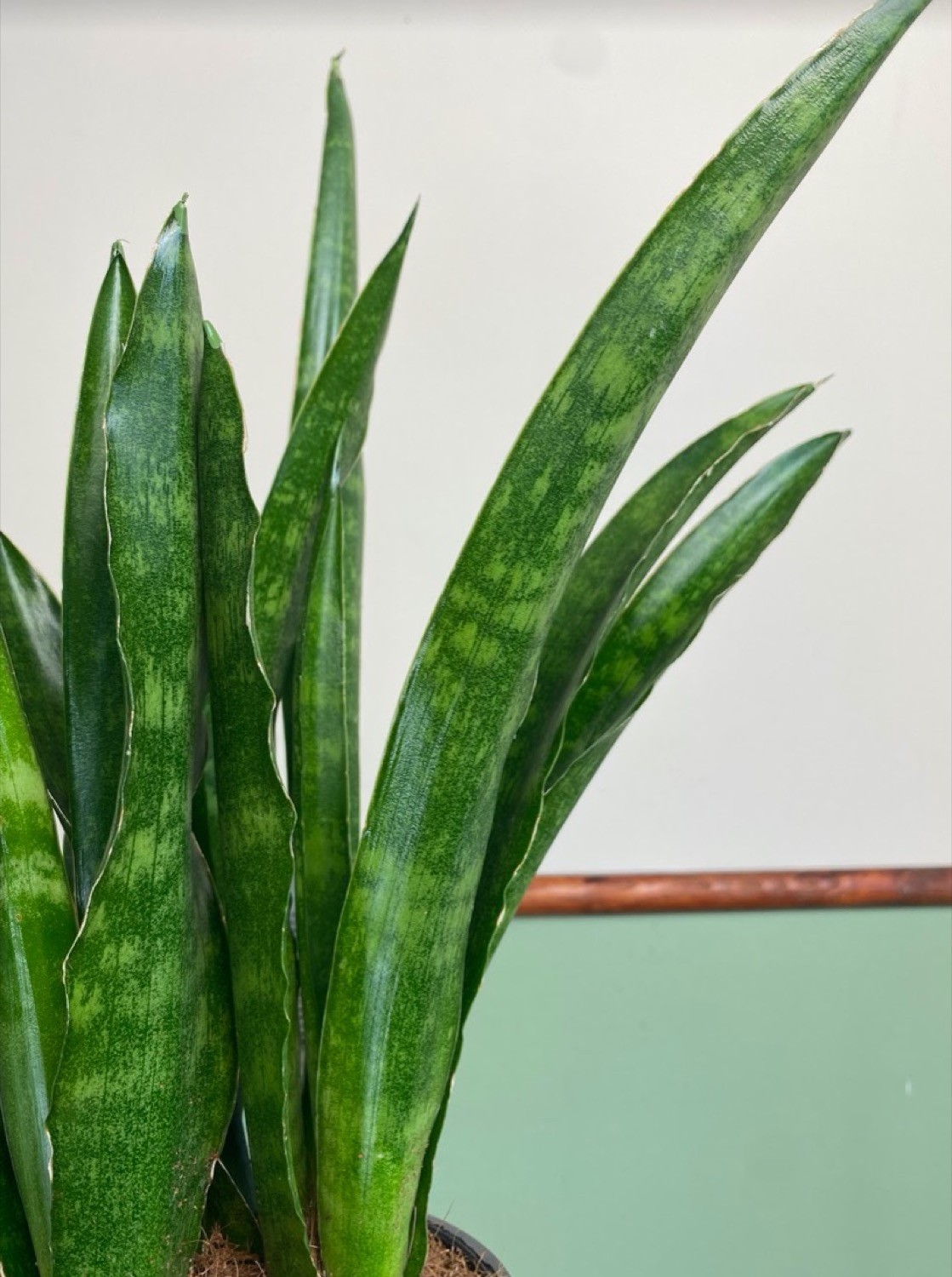 Sansevieria Javanica