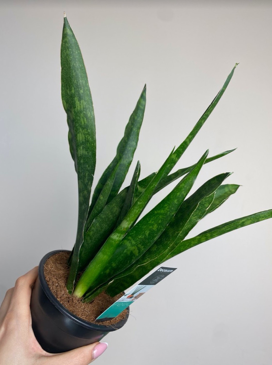 Sansevieria Javanica