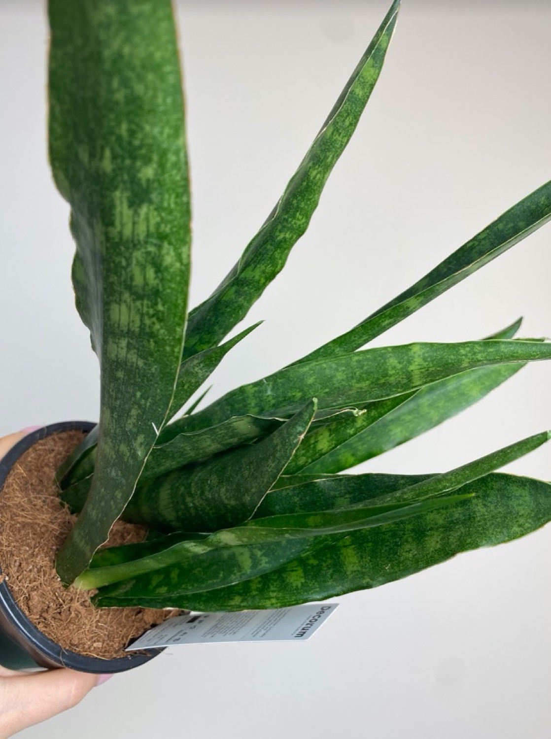 Sansevieria Javanica