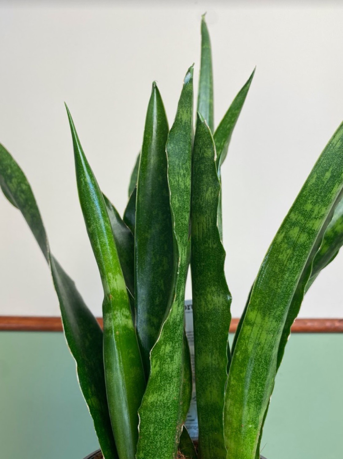 Sansevieria Javanica