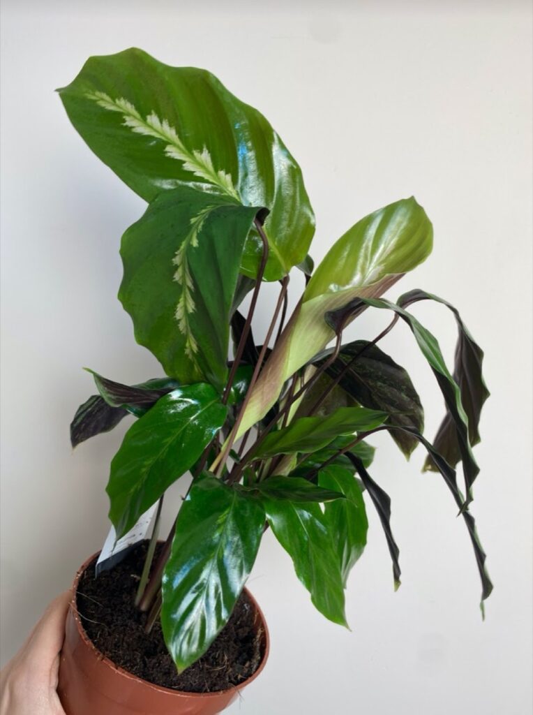Calathea Maui Queen M