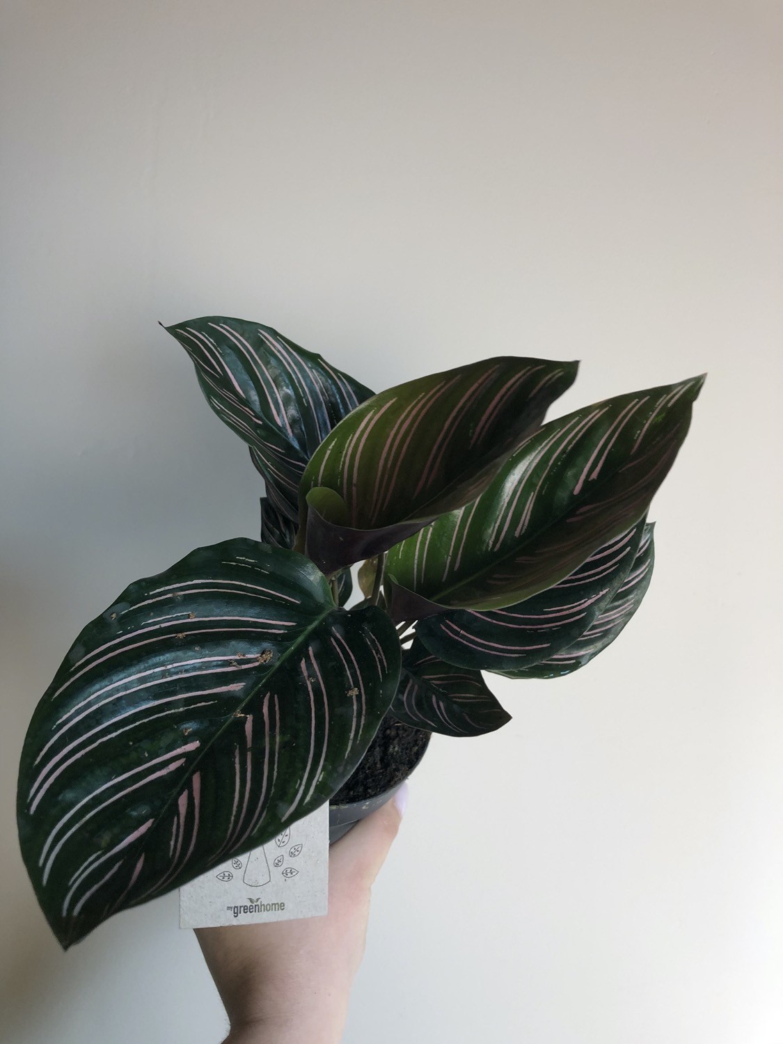 Calathea Sanderiana S