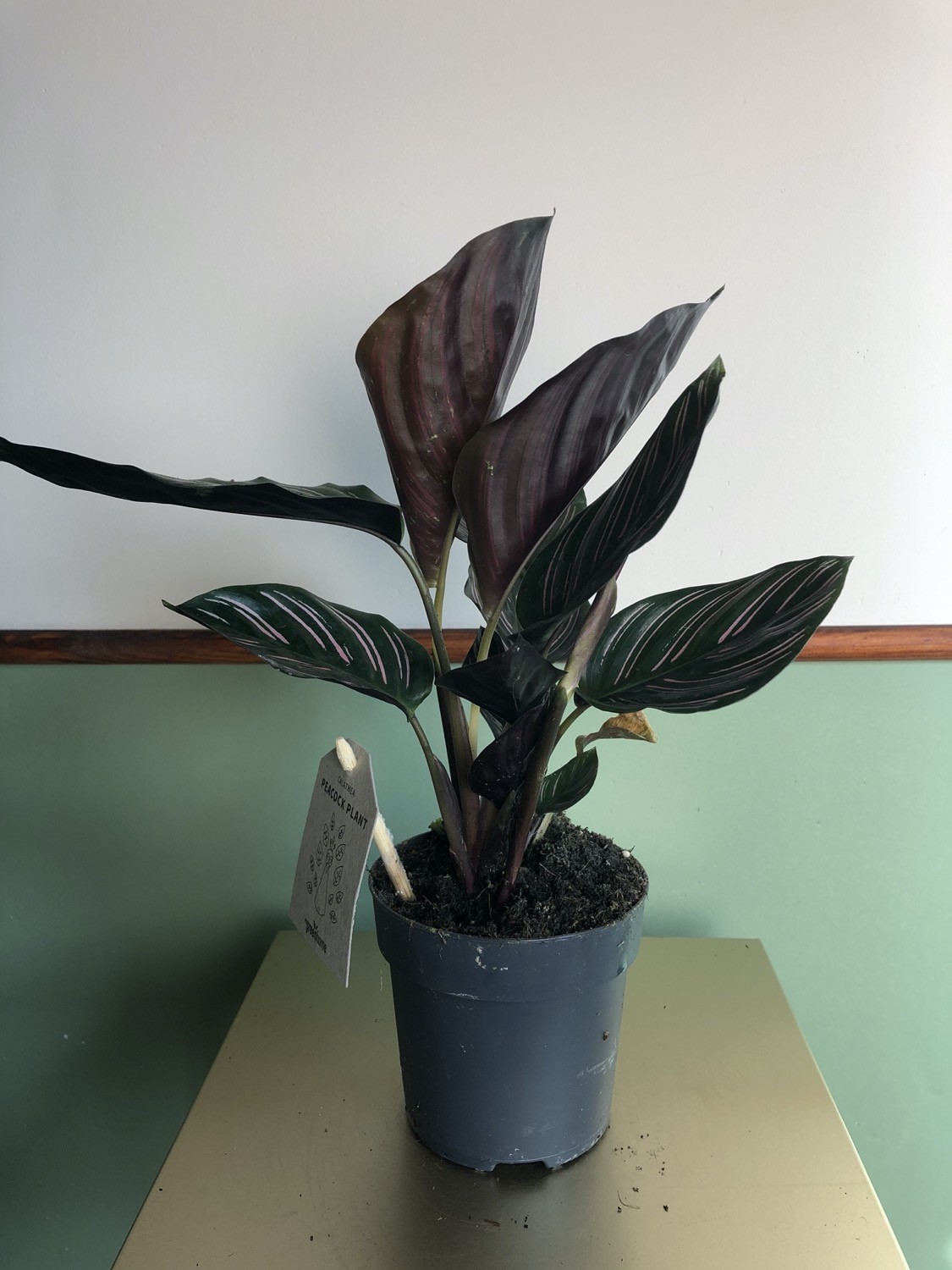 Calathea Sanderiana S