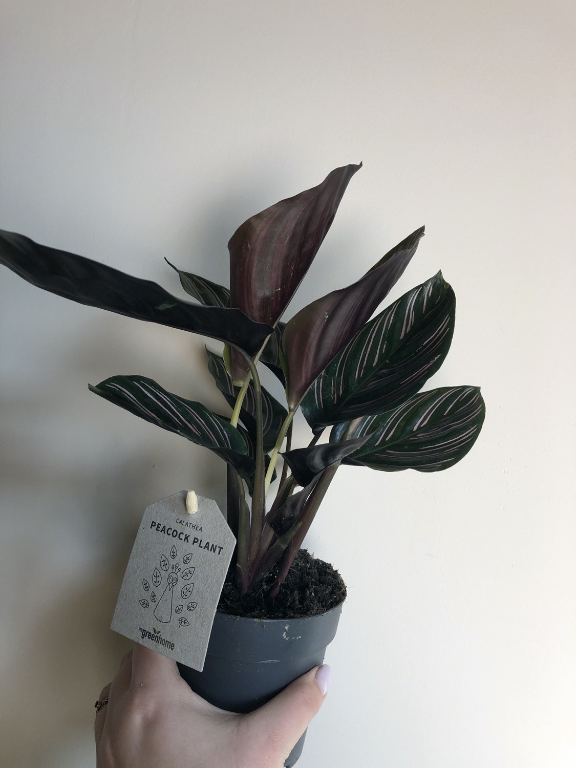 Calathea Sanderiana S