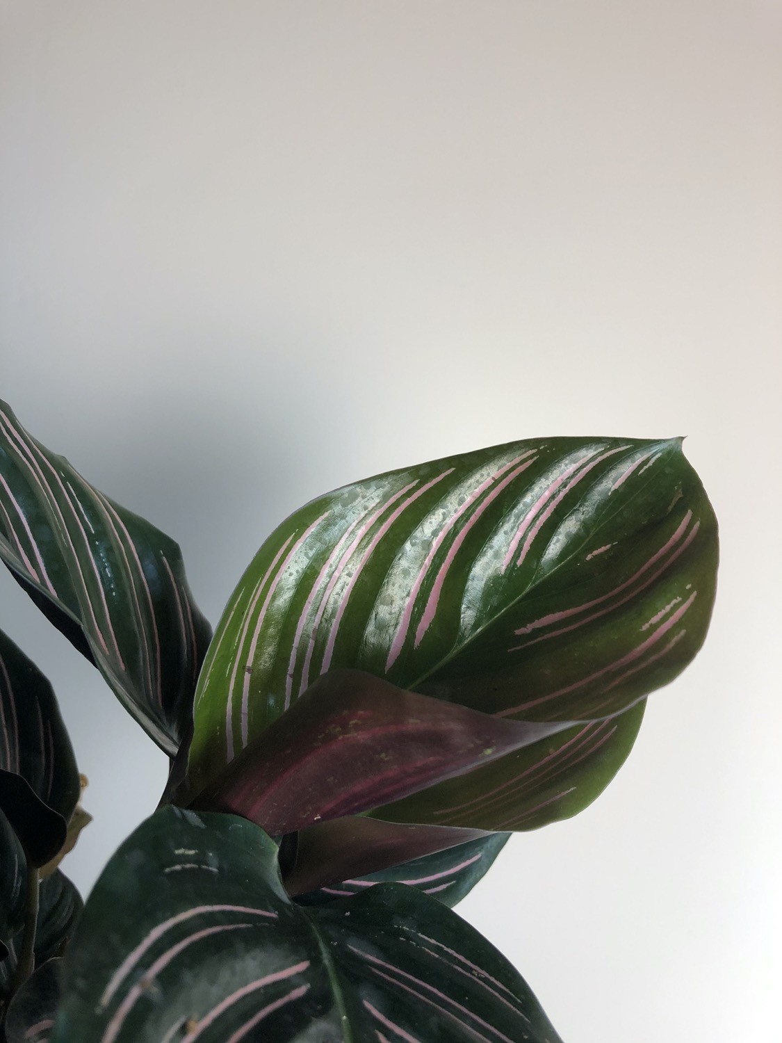 Calathea Sanderiana S