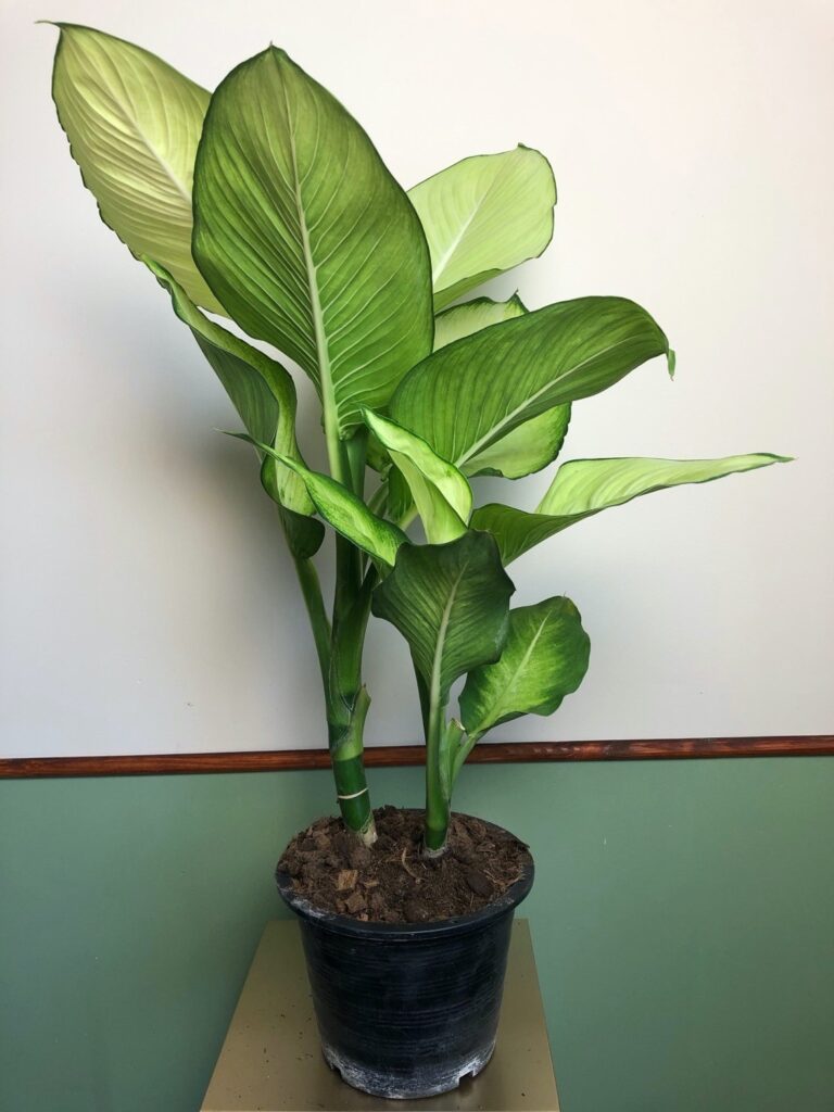 Dieffenbachia Tropic Marianne
