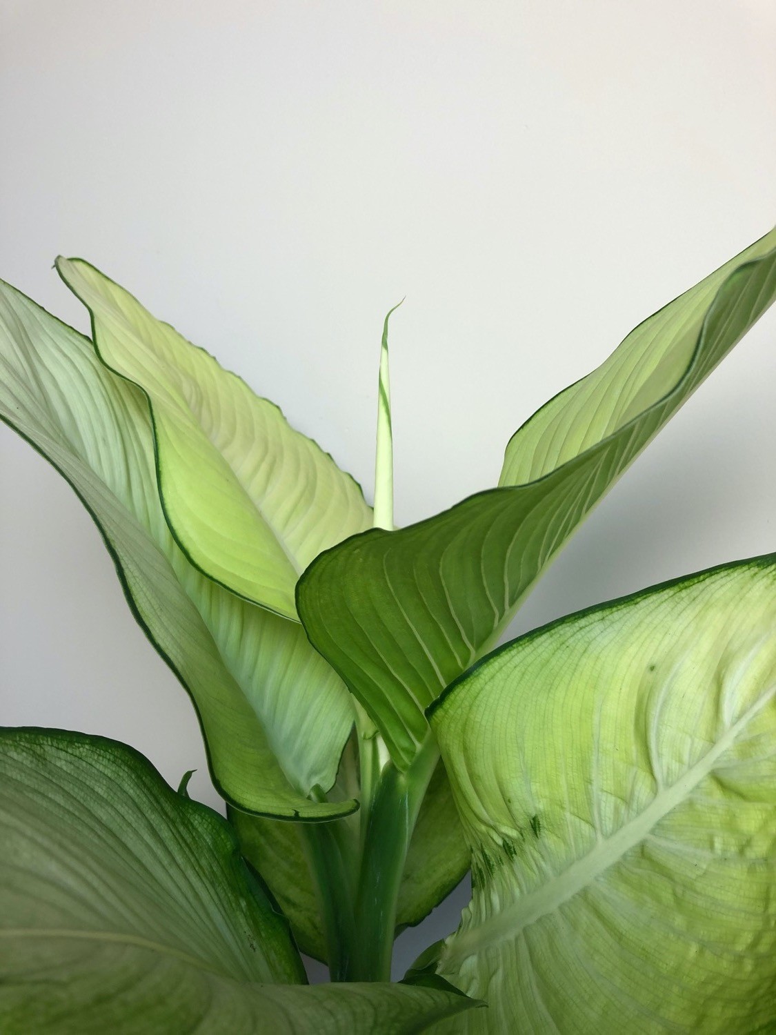 Dieffenbachia Tropic Marianne