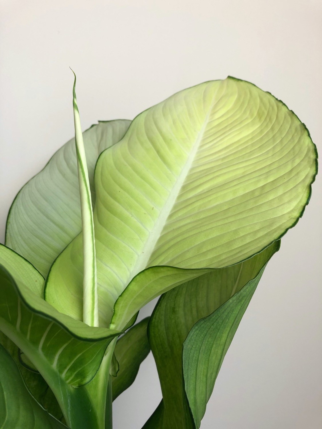 Dieffenbachia Tropic Marianne