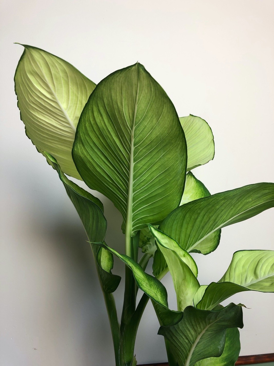 Dieffenbachia Tropic Marianne