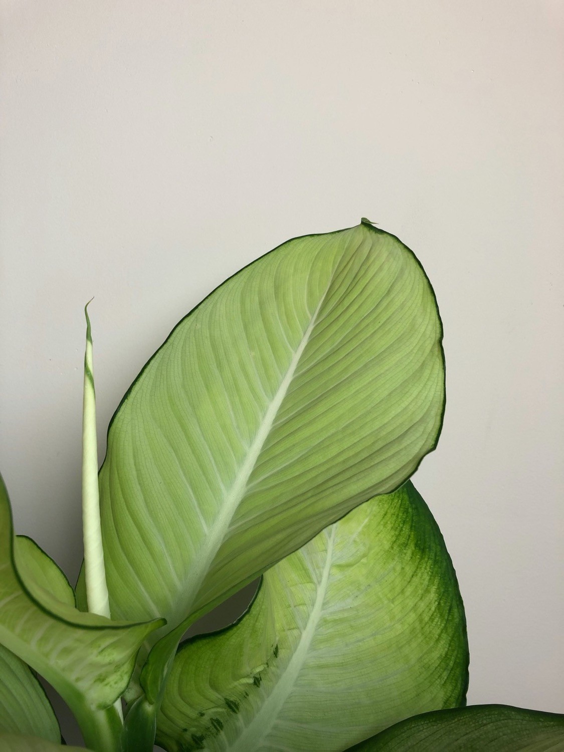 Dieffenbachia Tropic Marianne