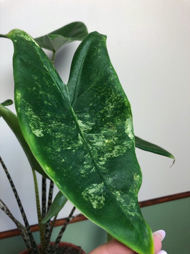 Alocasia Zebrina Variegata