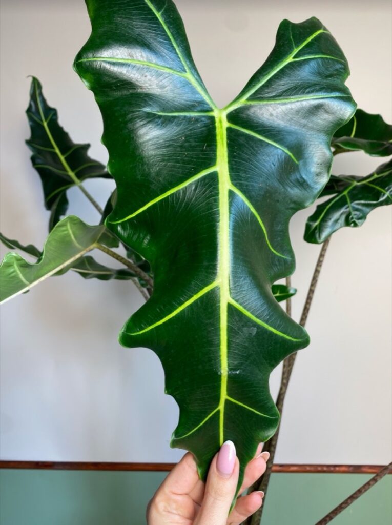 Alocasia sarian