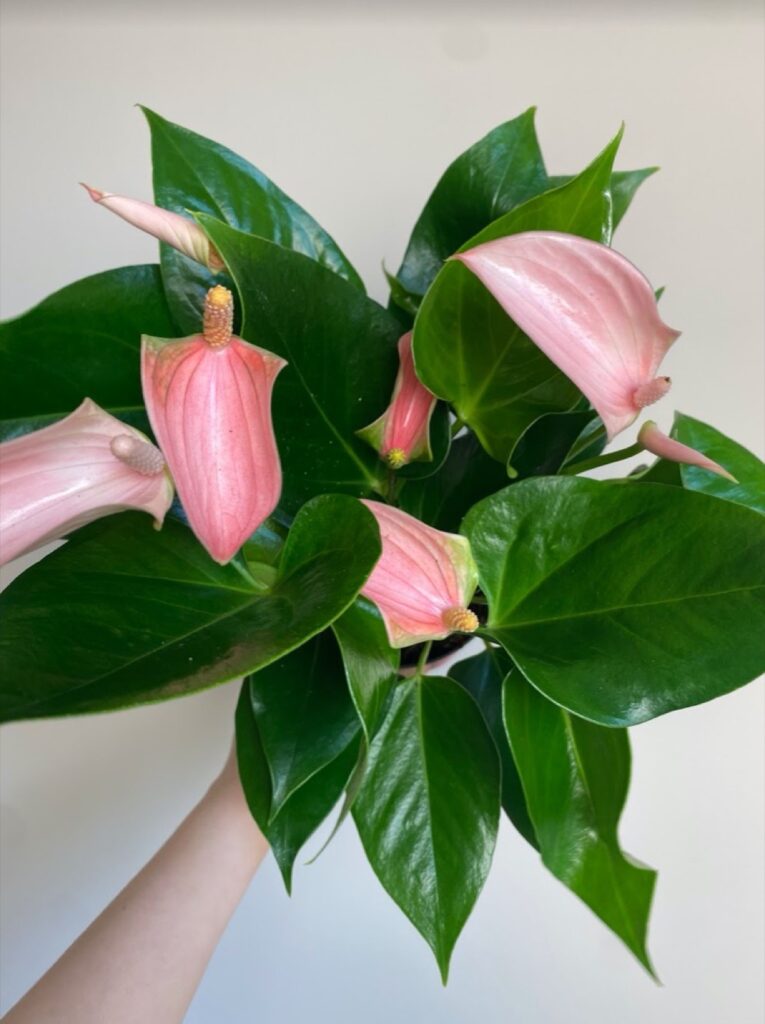 Anthurium andr. Joli Peach