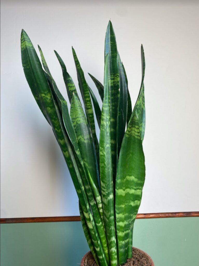 Sansevieria Black Coral