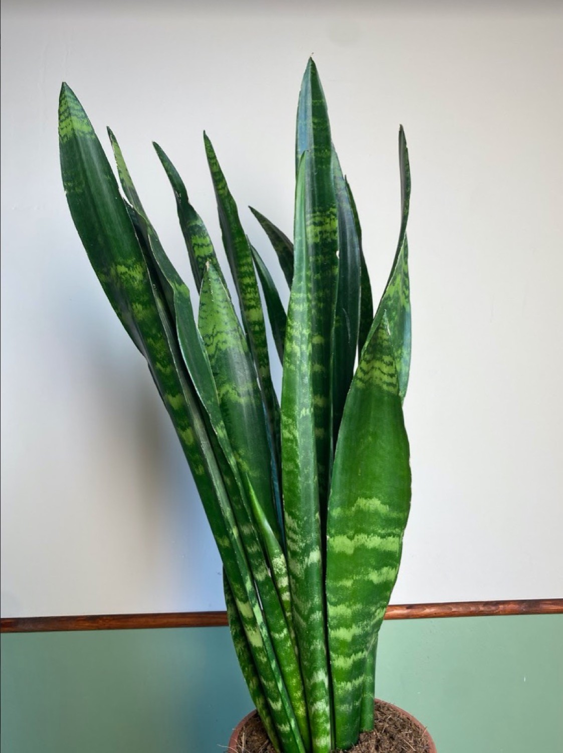 Sansevieria Black Coral