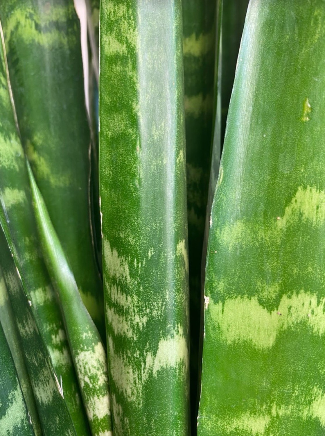 Sansevieria Black Coral
