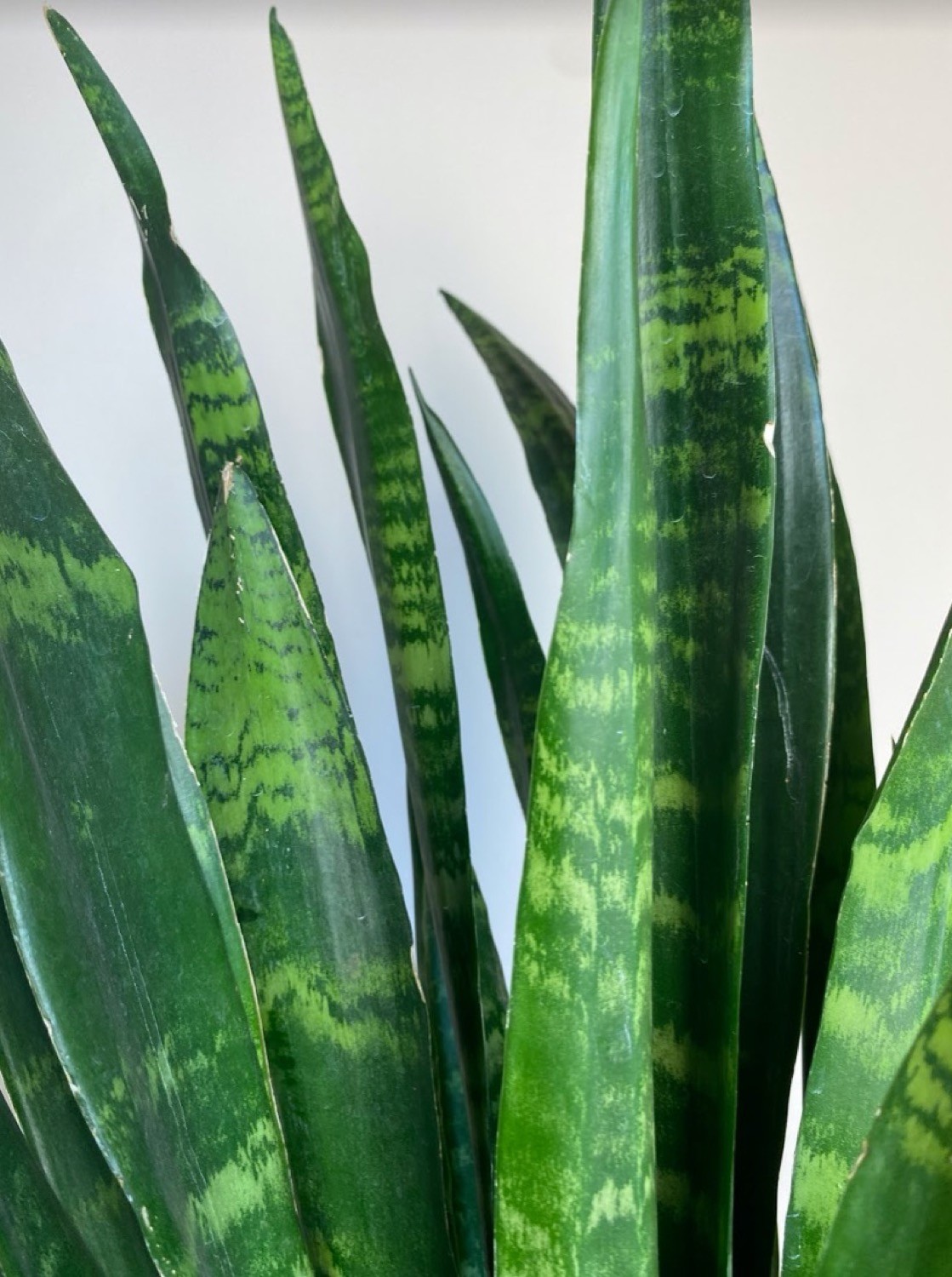 Sansevieria Black Coral
