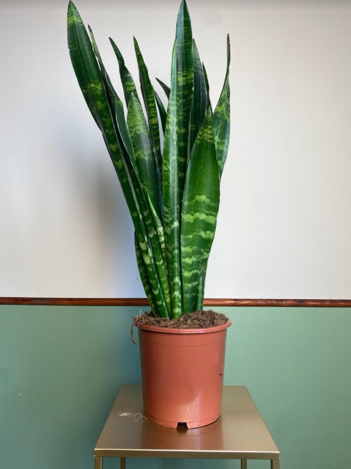Sansevieria Black Coral