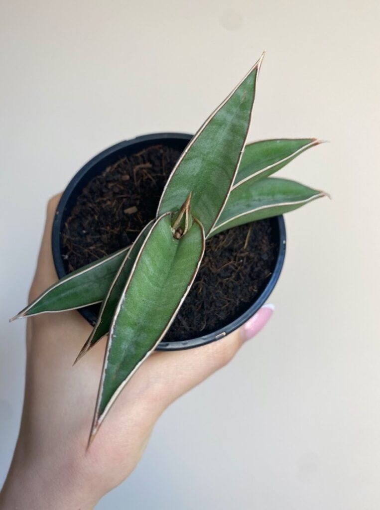Sansevieria Almond silver