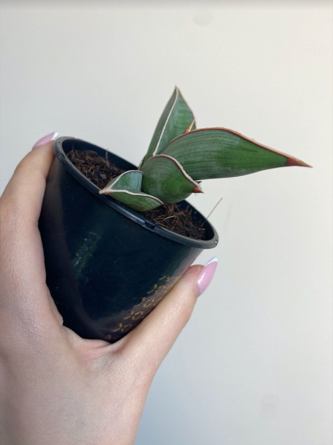 Sansevieria Almond silver