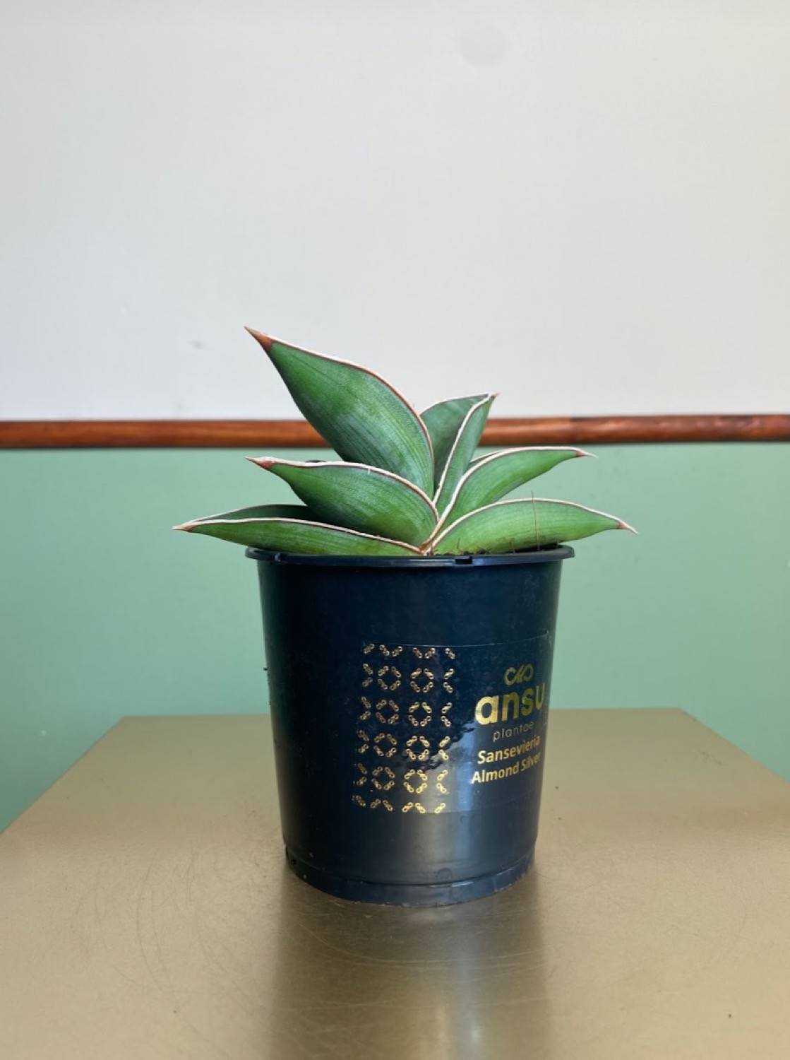 Sansevieria Almond silver