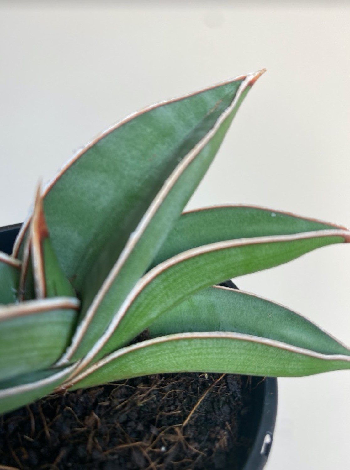 Sansevieria Almond silver