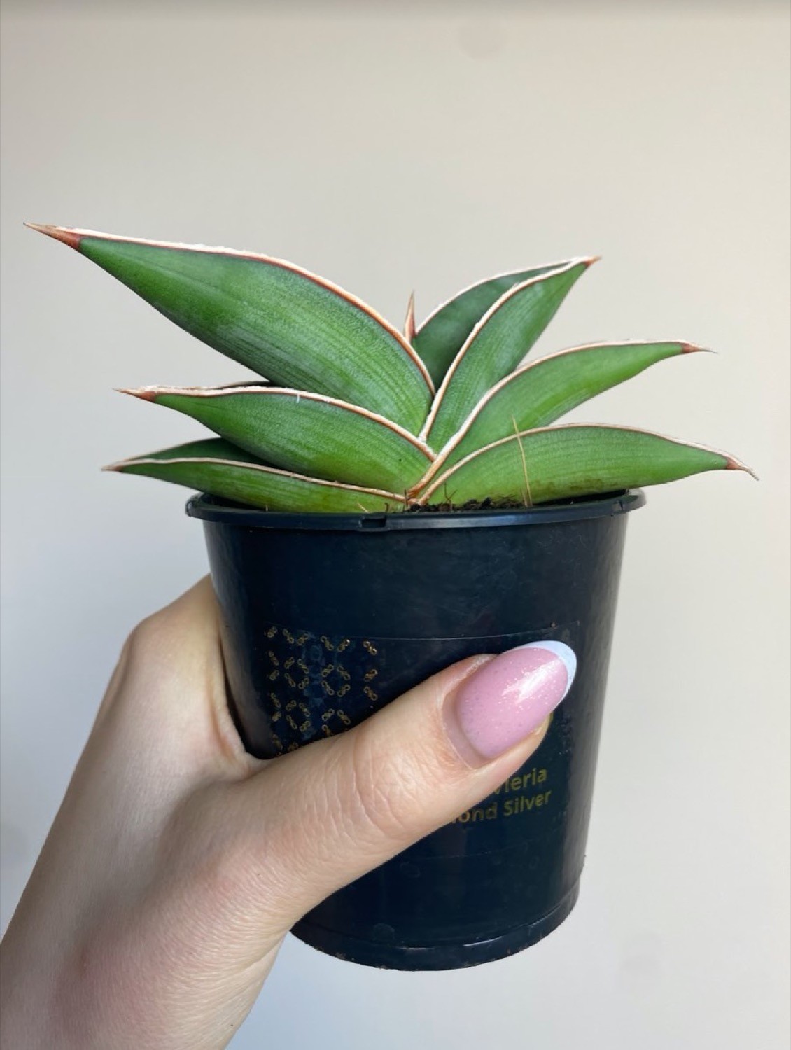 Sansevieria Almond silver