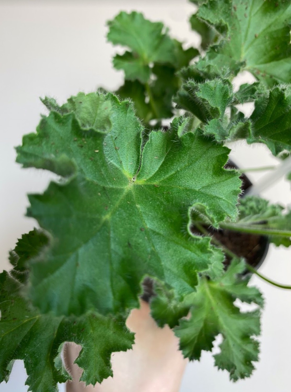 Pelargonium Anti-Musquito ‘Pink Capitatum’