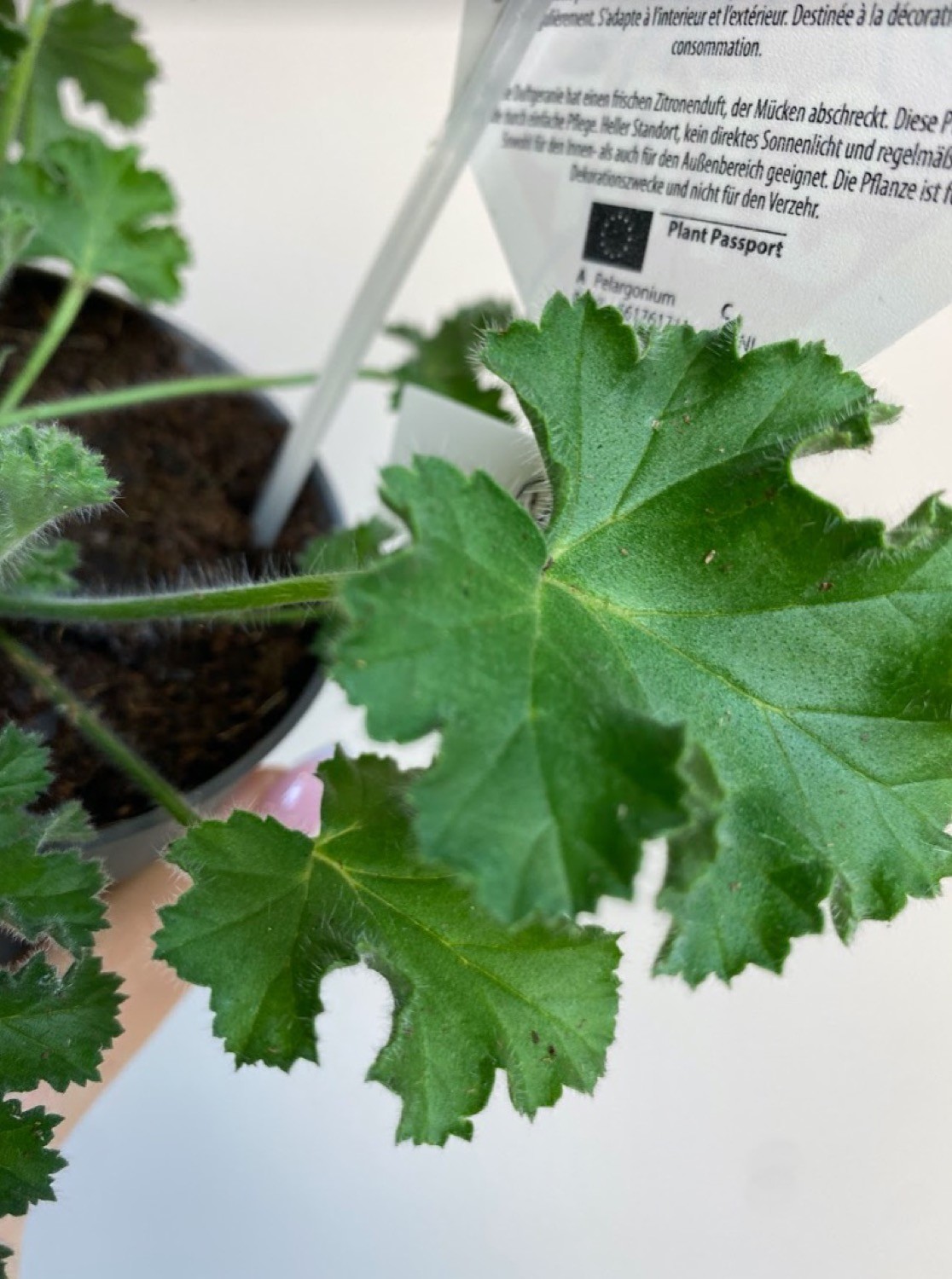 Pelargonium Anti-Musquito ‘Pink Capitatum’