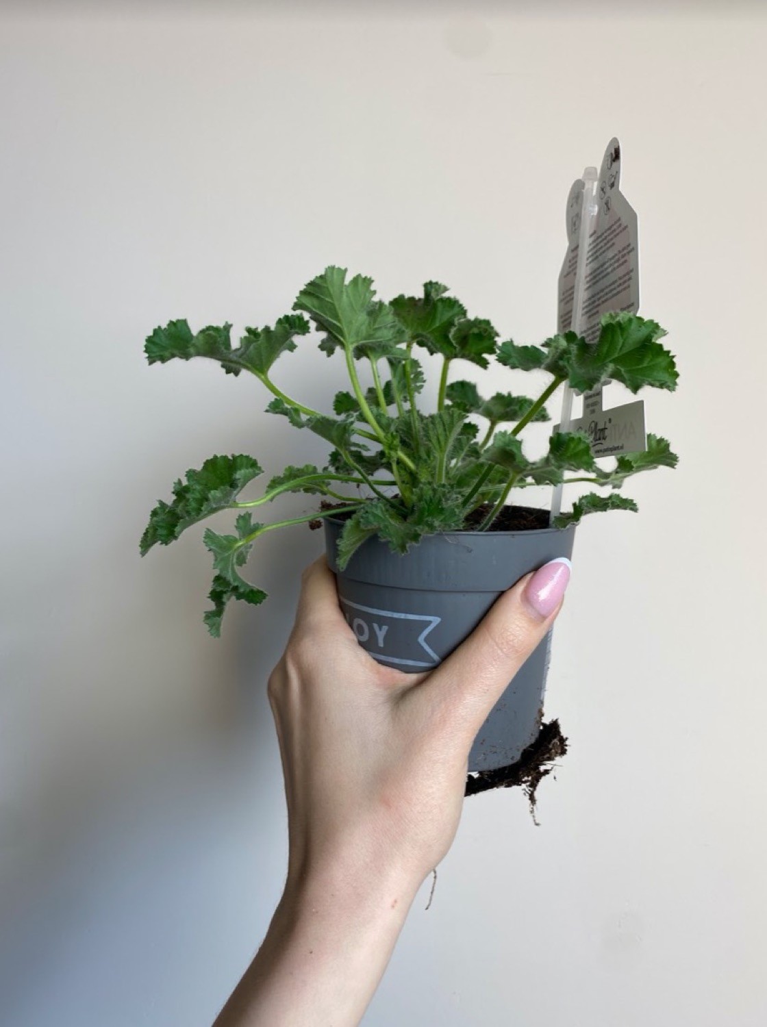 Pelargonium Anti-Musquito ‘Pink Capitatum’