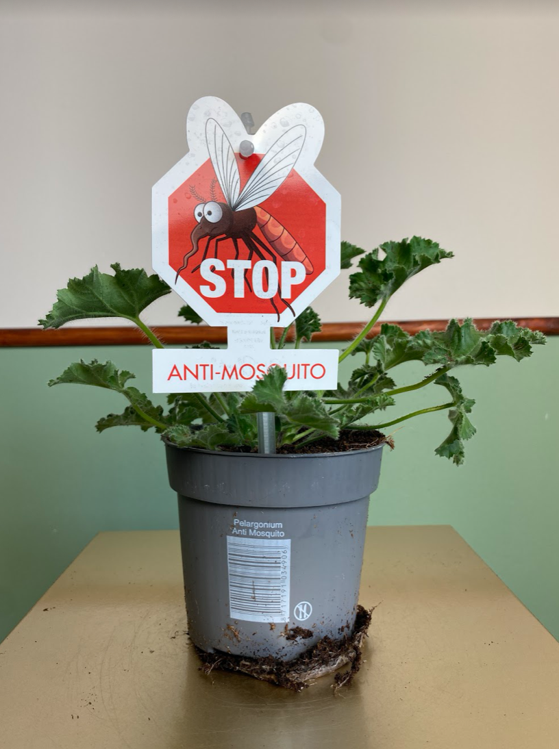 Pelargonium Anti-Musquito ‘Pink Capitatum’