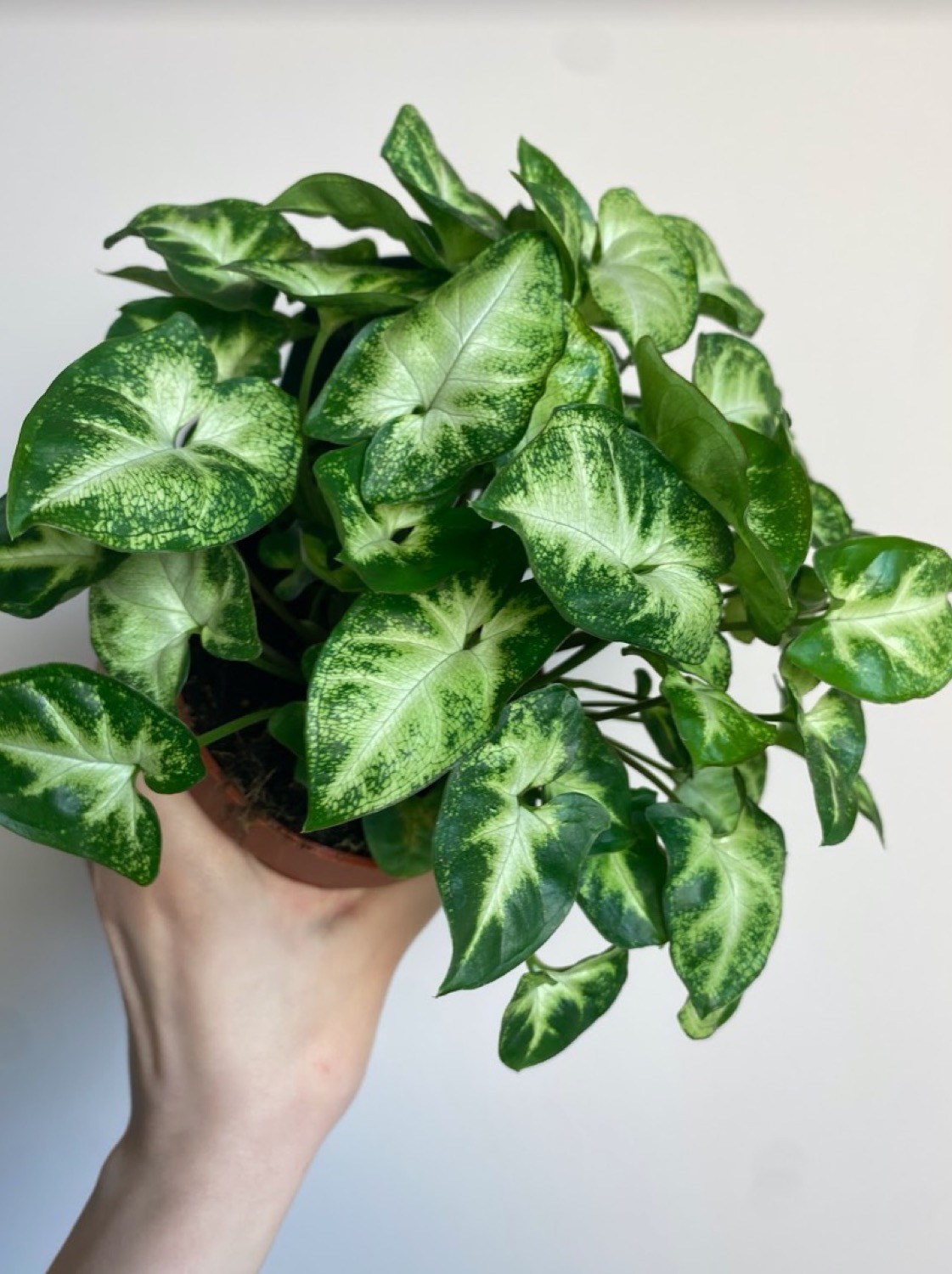 Syngonium Pixie M