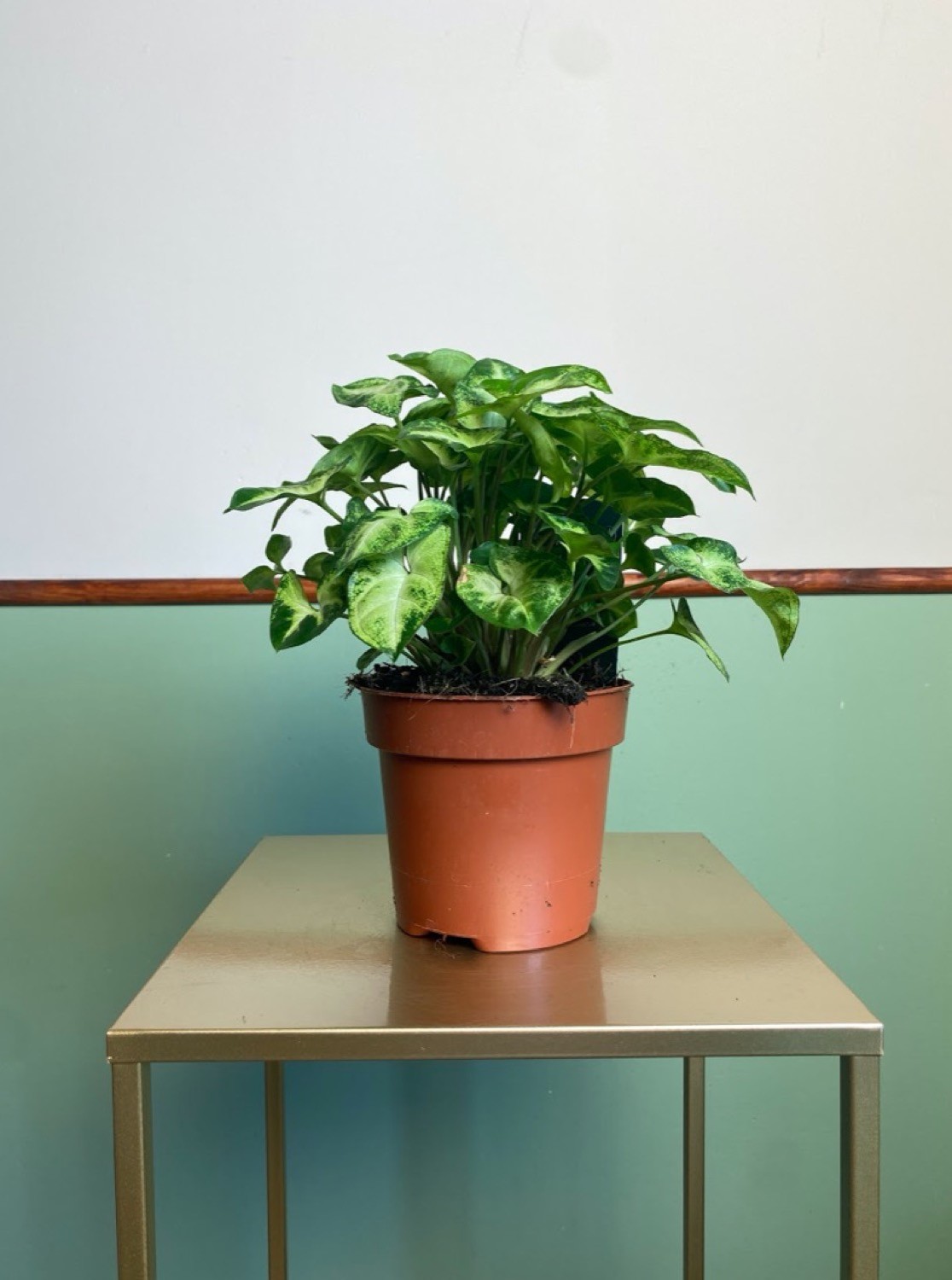 Syngonium Pixie M