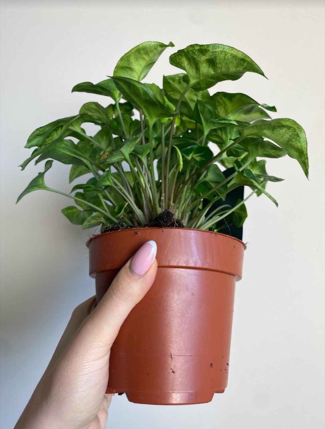 Syngonium Pixie M