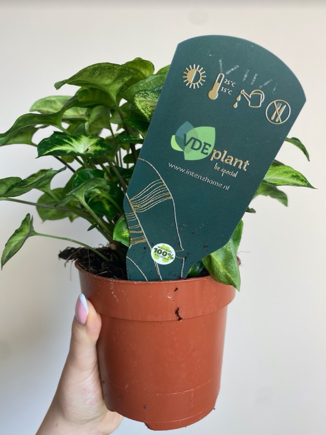 Syngonium Pixie M