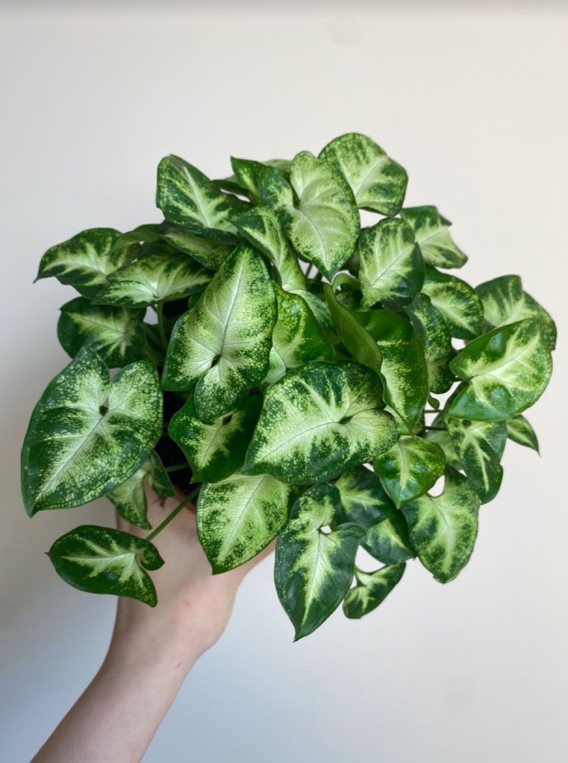 Syngonium Pixie M